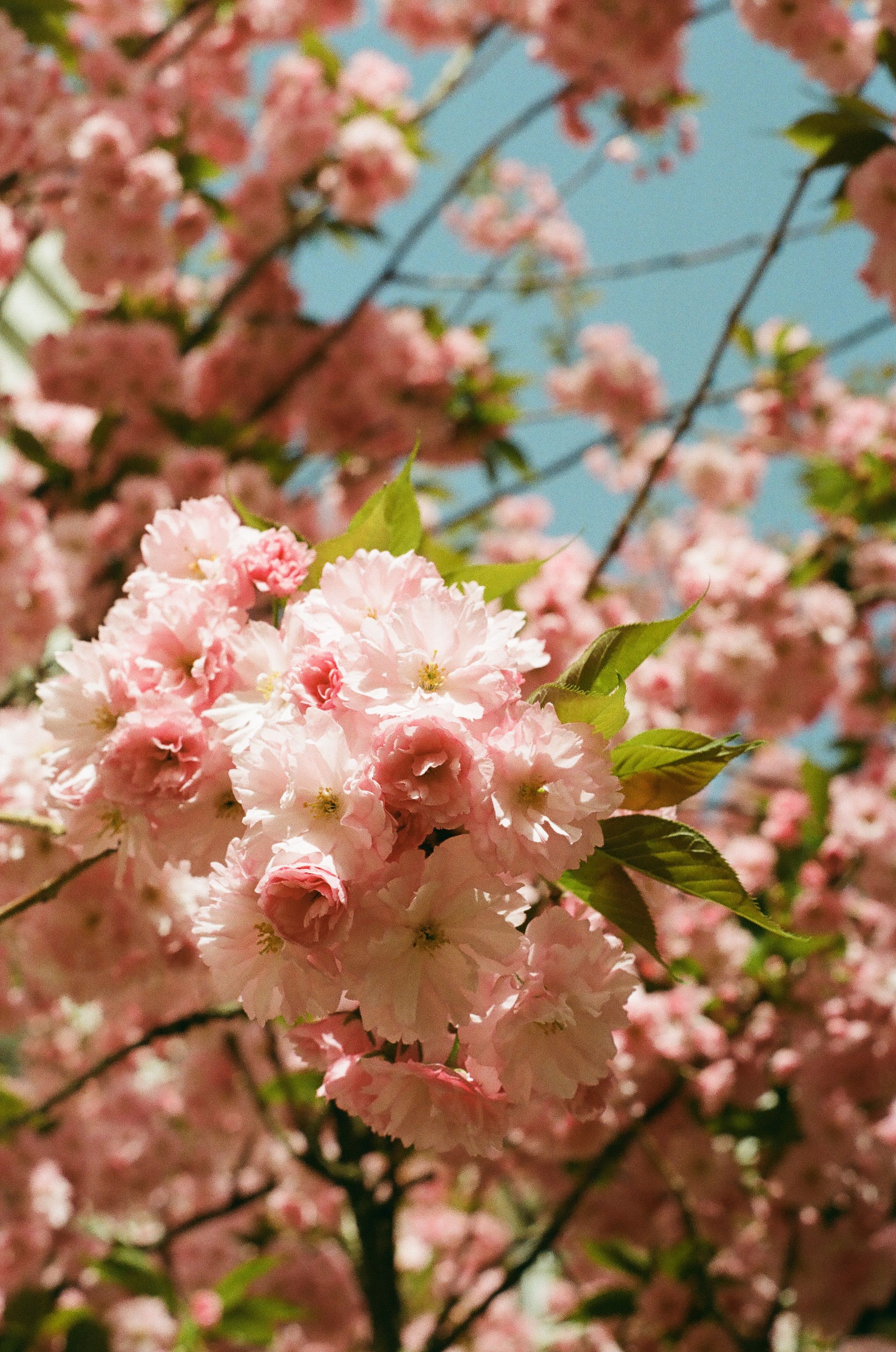 A close up of pink flowers on a tree · Free Stock Photo