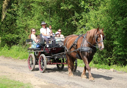 Kostenloses Stock Foto zu pferderücken, pferdewagen, wagen