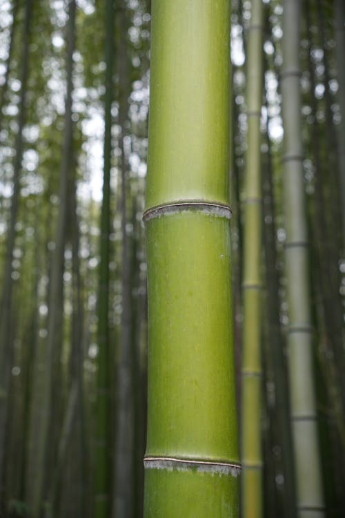 Gratis lagerfoto af arashiyama, bambus, japan