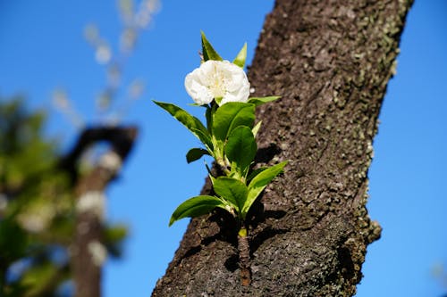 Gratis lagerfoto af blomst, hvid, japan