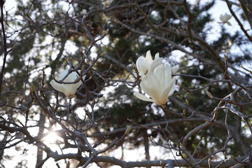Gratis lagerfoto af blomster, hvid, japan