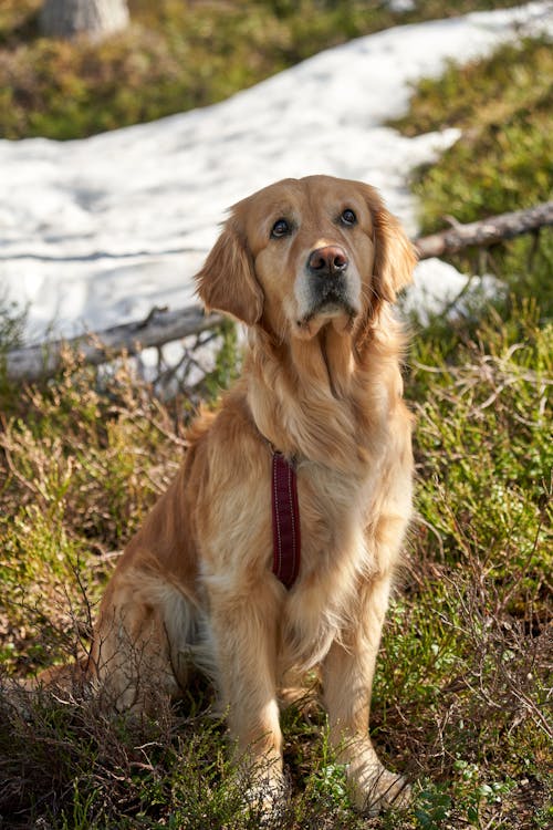かわいいゴールデンレトリバーは、春先のノルウェーでの長くて厳しいハイキング旅行中、座って注意を払っています。