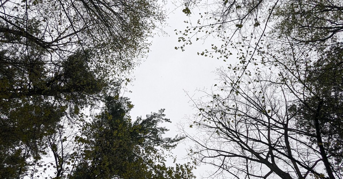 A view of trees from the ground looking up · Free Stock Photo