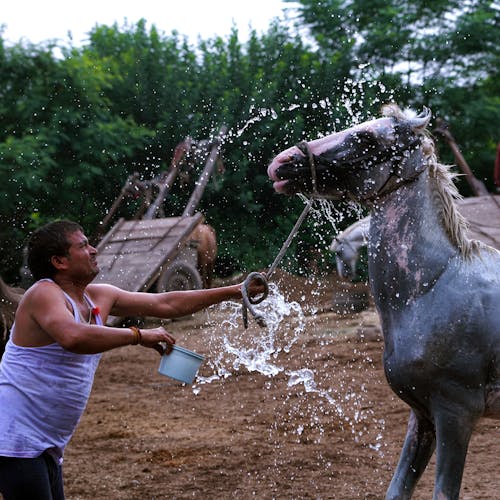 Man Splashing Water To A Horse