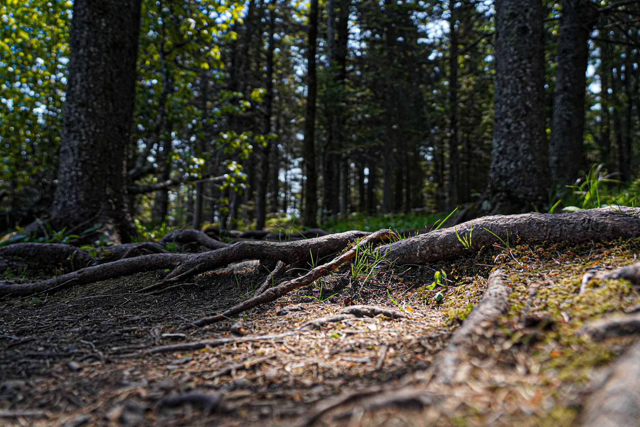 Roots of Trees in Forest · Free Stock Photo