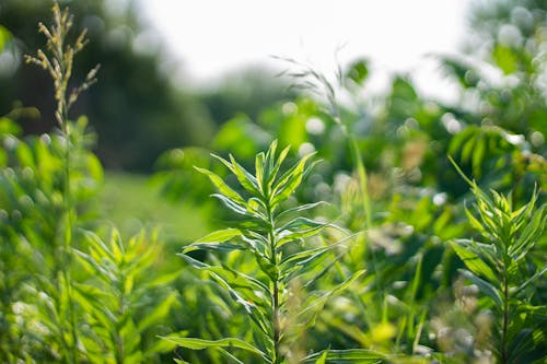 Plants Growing in Summer