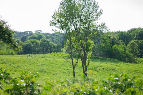 Tree in Green Valley