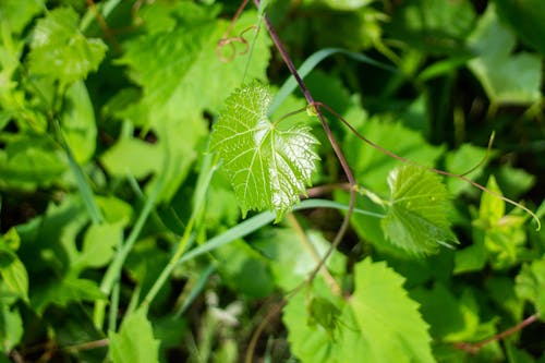 Grape Vines in Sunshine