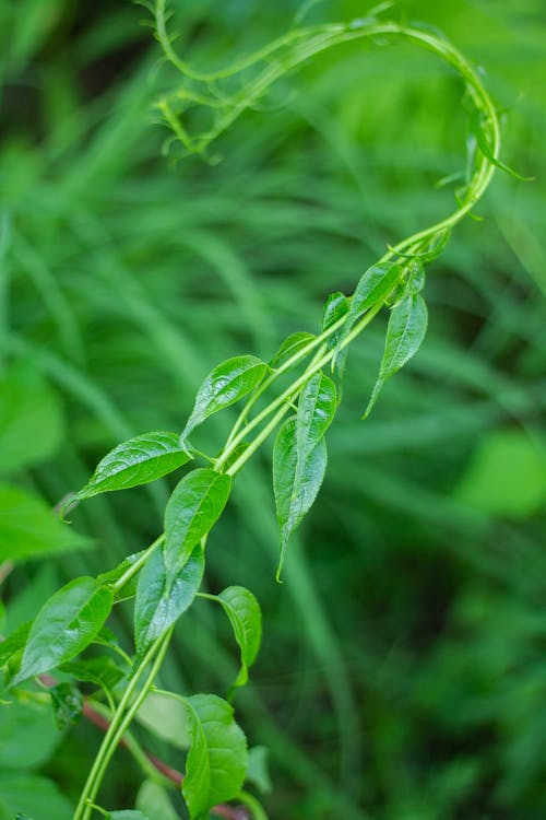 Vine Climbing in Greenery