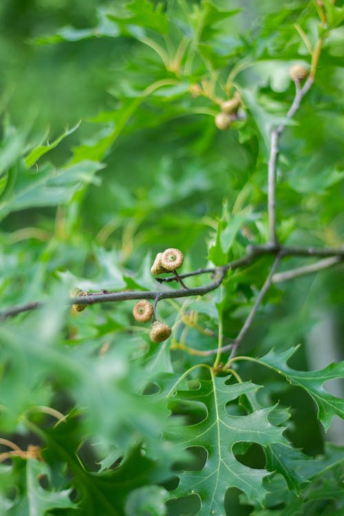 Acorns on Oak in Summertime Portrait