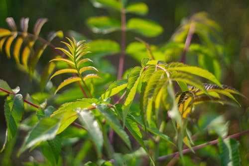 Young Sumac Trees