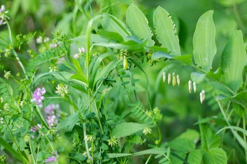 Various Green Plants in Summertime