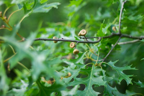 Acorns on Oak in Summertime Landscape