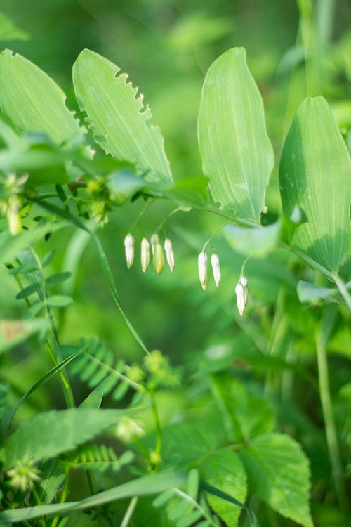 Solomons' Seal Pods Growing