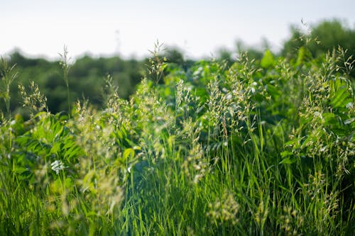 Grasses in Summertime