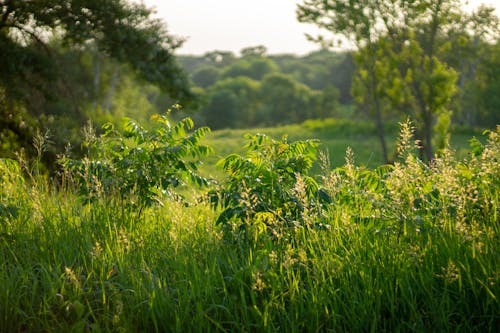 Plants & Grasses with Trees Overlooking Valley