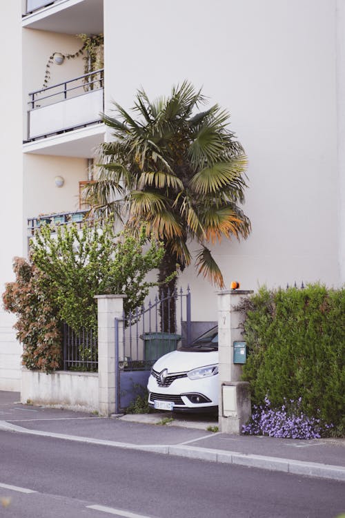 Бесплатное стоковое фото с palm, white car, автомобиль