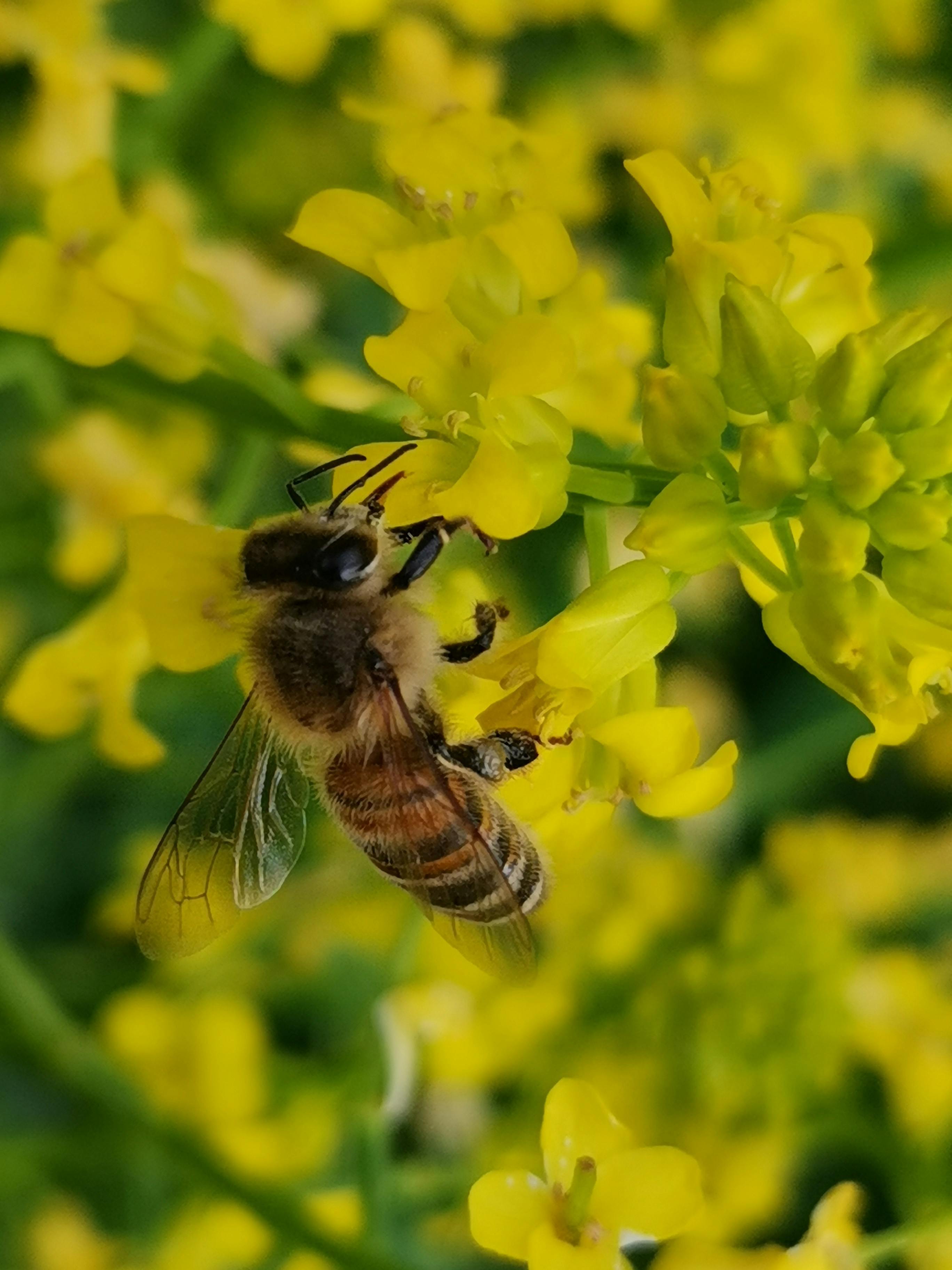 Pollinizers Photos, Download The BEST Free Pollinizers Stock Photos