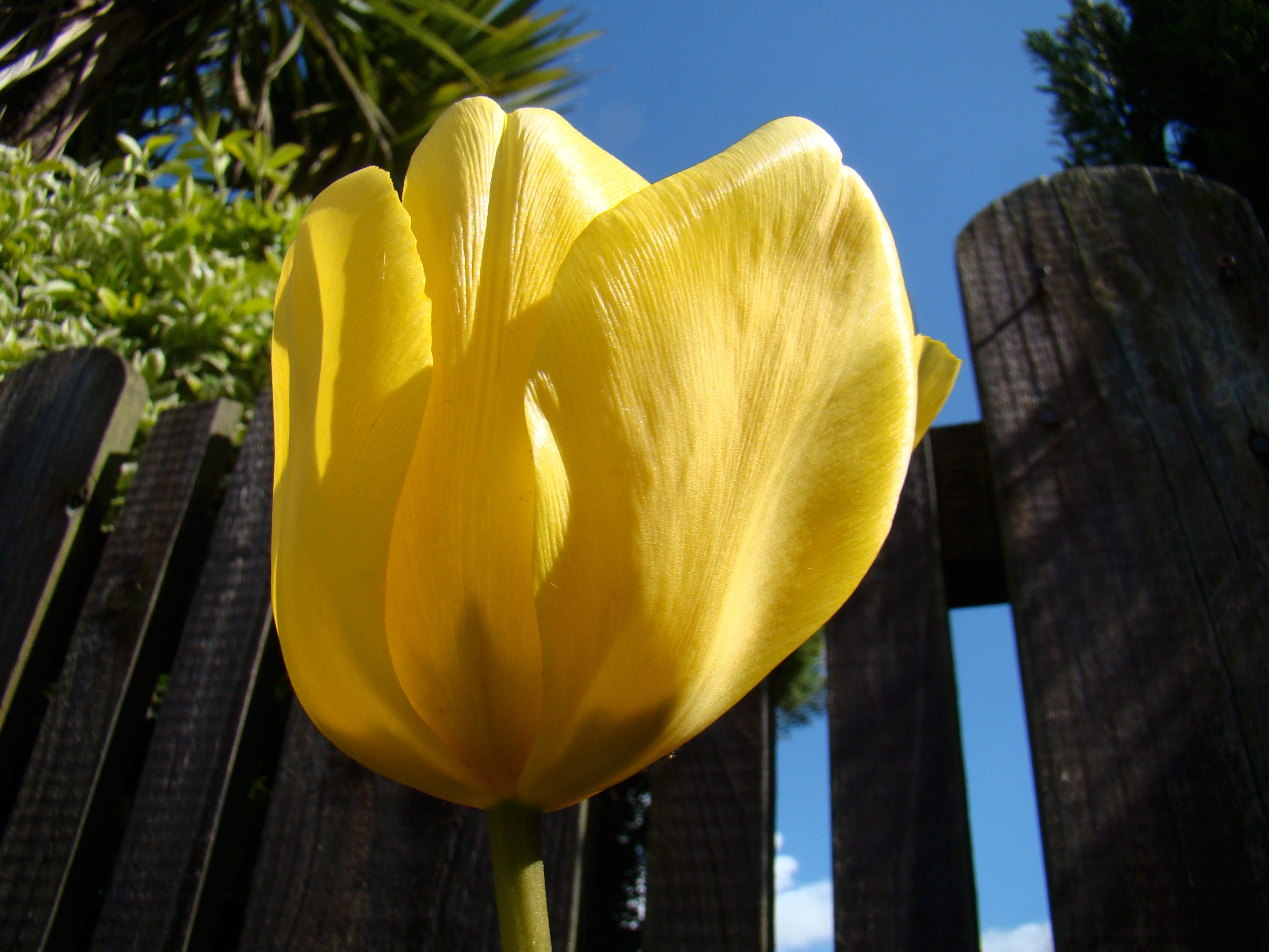 Yellow Tulip in a Garden · Free Stock Photo