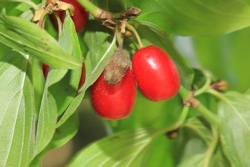 Gratis stockfoto met boom, Bos, natuur