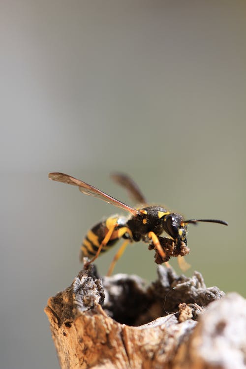 Gratis stockfoto met antenne, beest, bij