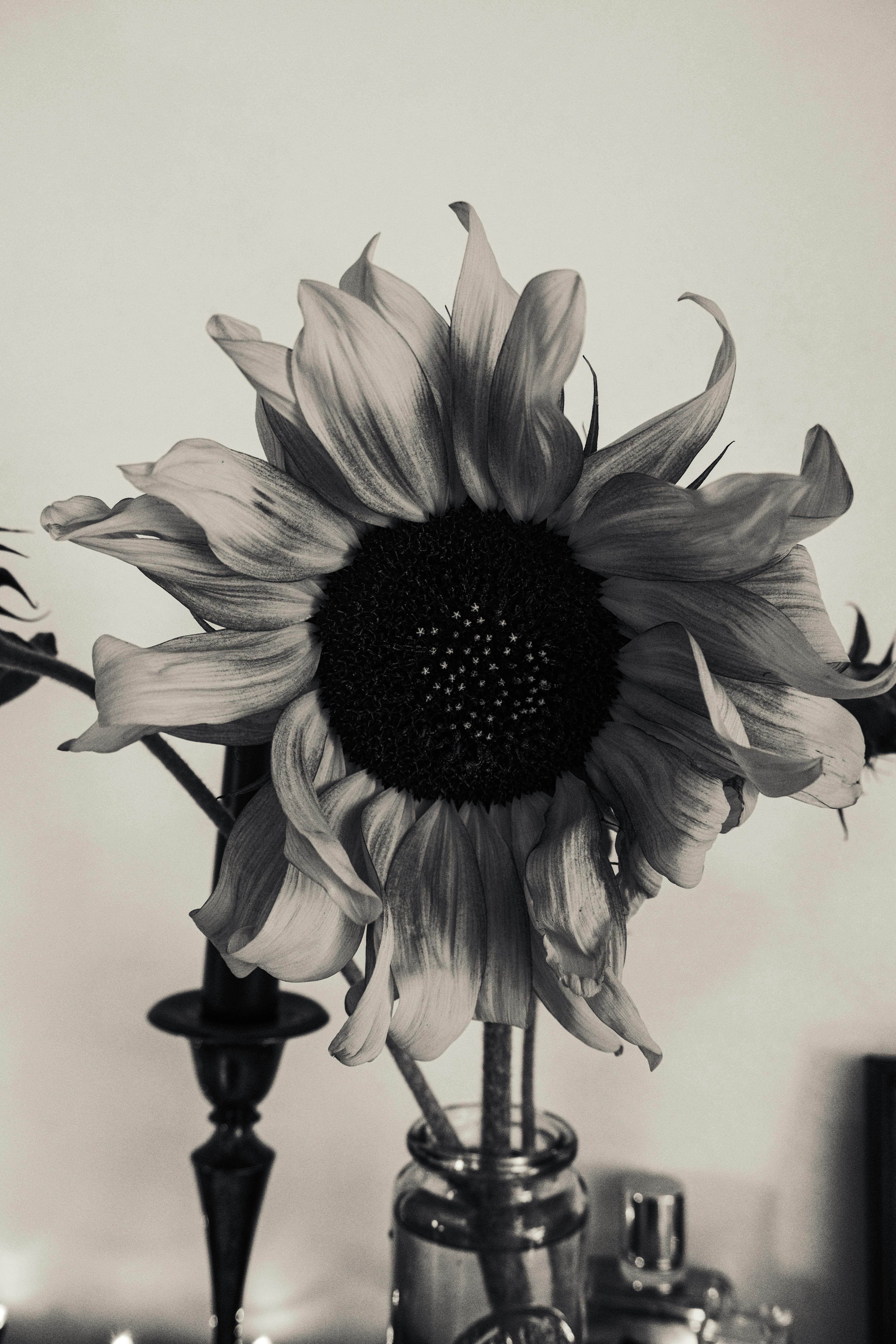 sunflower in black and white