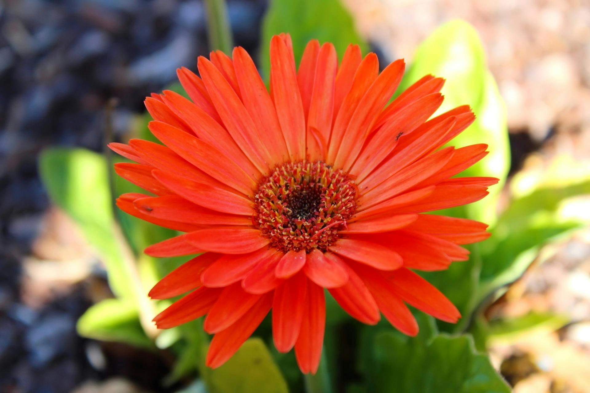 カラフル 植物 美しい花の無料の写真素材 カラフル 植物 美しい花の無料の写真素材