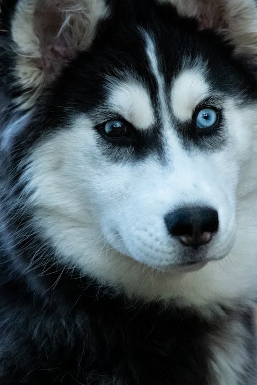 Free stock photo of canine, dog, husky
