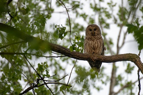 Free stock photo of barred owl, bird, owl