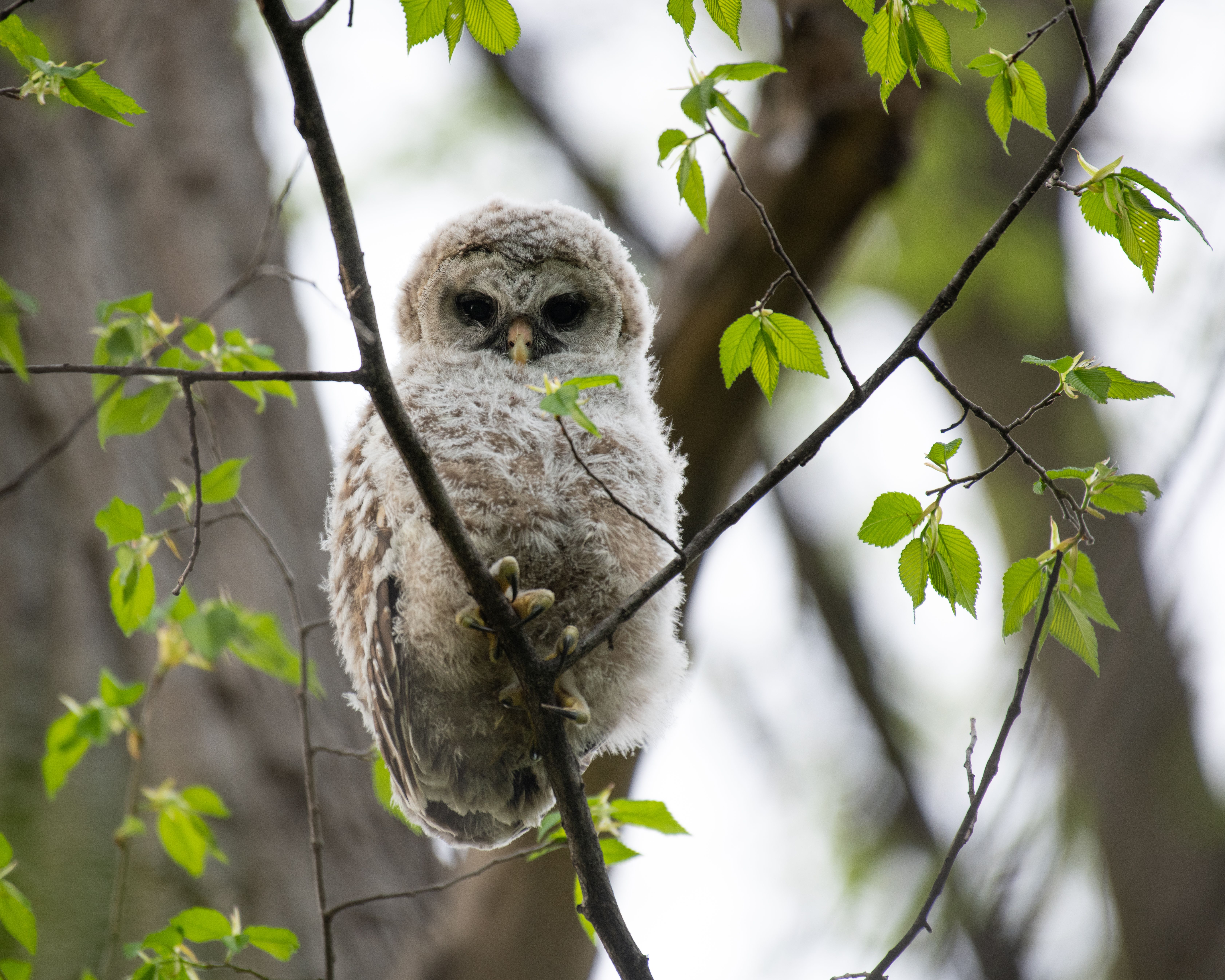 Adorable barred owl chick perched on a tree, showcasing its fluffy feathers and curious gaze.