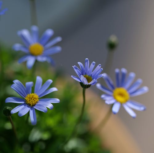 Foto profissional grátis de azul, flores, jardim