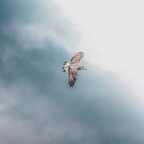 A seagull flying in the sky with cloudy skies