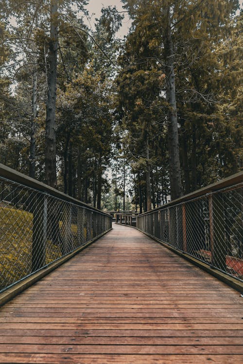A wooden walkway in the woods with trees