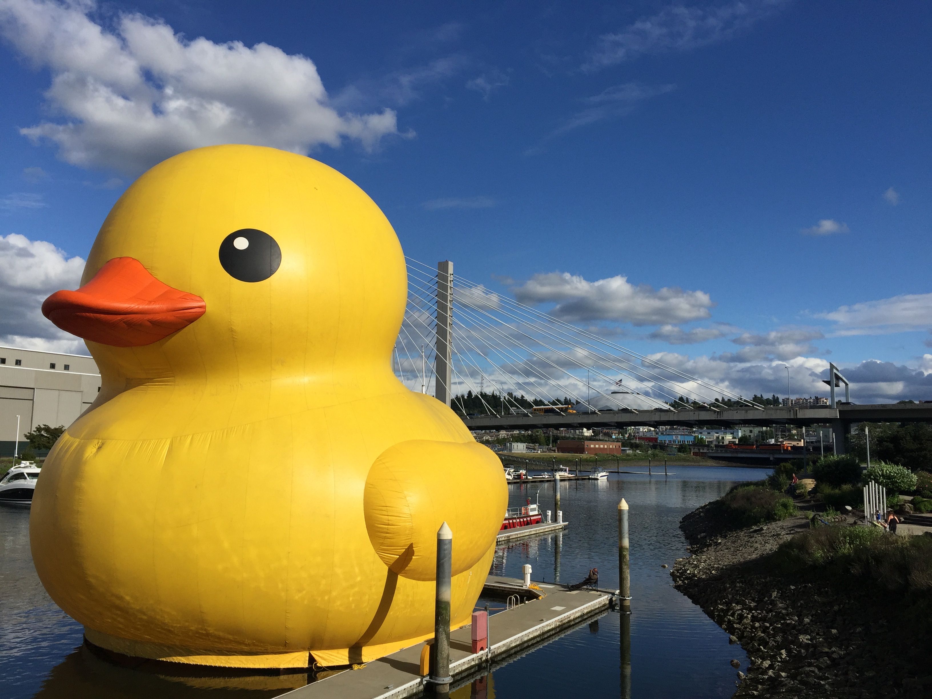 A giant yellow rubber duck floats near a bridge in Tacoma, WA.