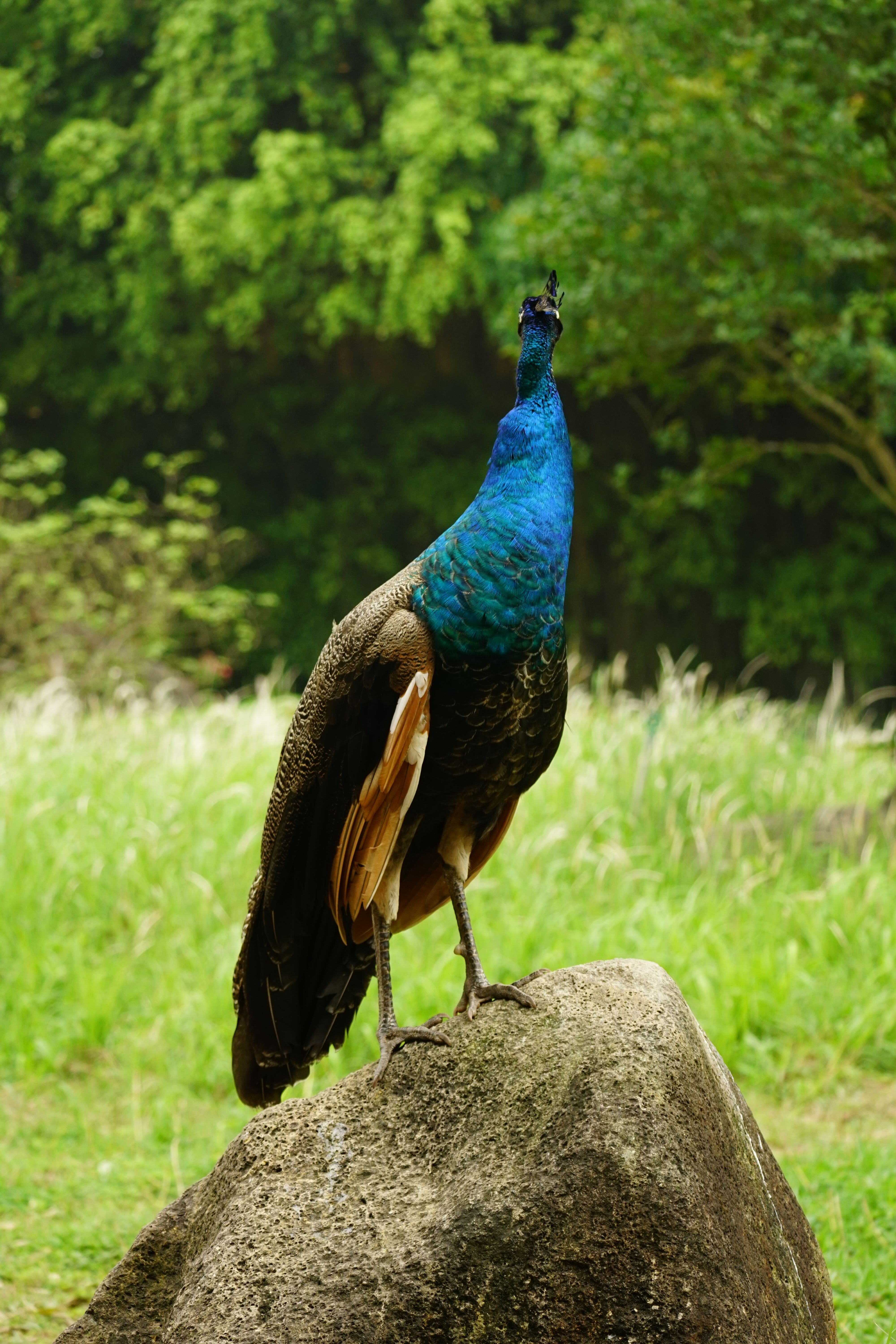 Peacock on Rock · Free Stock Photo