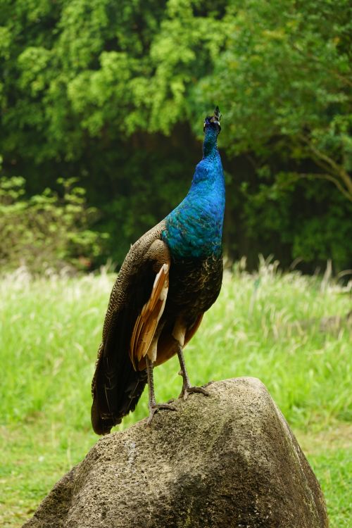 Free A peacock elegantly poised on a rock in a lush green meadow, showcasing its vibrant plumage. Stock Photo