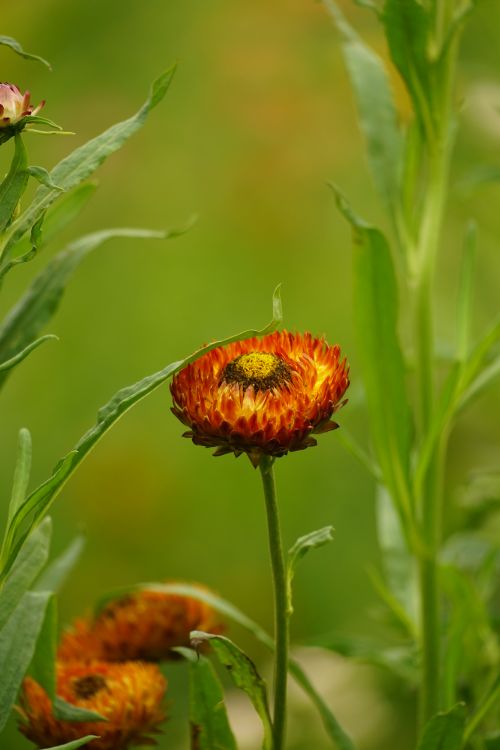 Free A vibrant marigold flower stands out in a lush green meadow, showcasing nature's beauty. Stock Photo