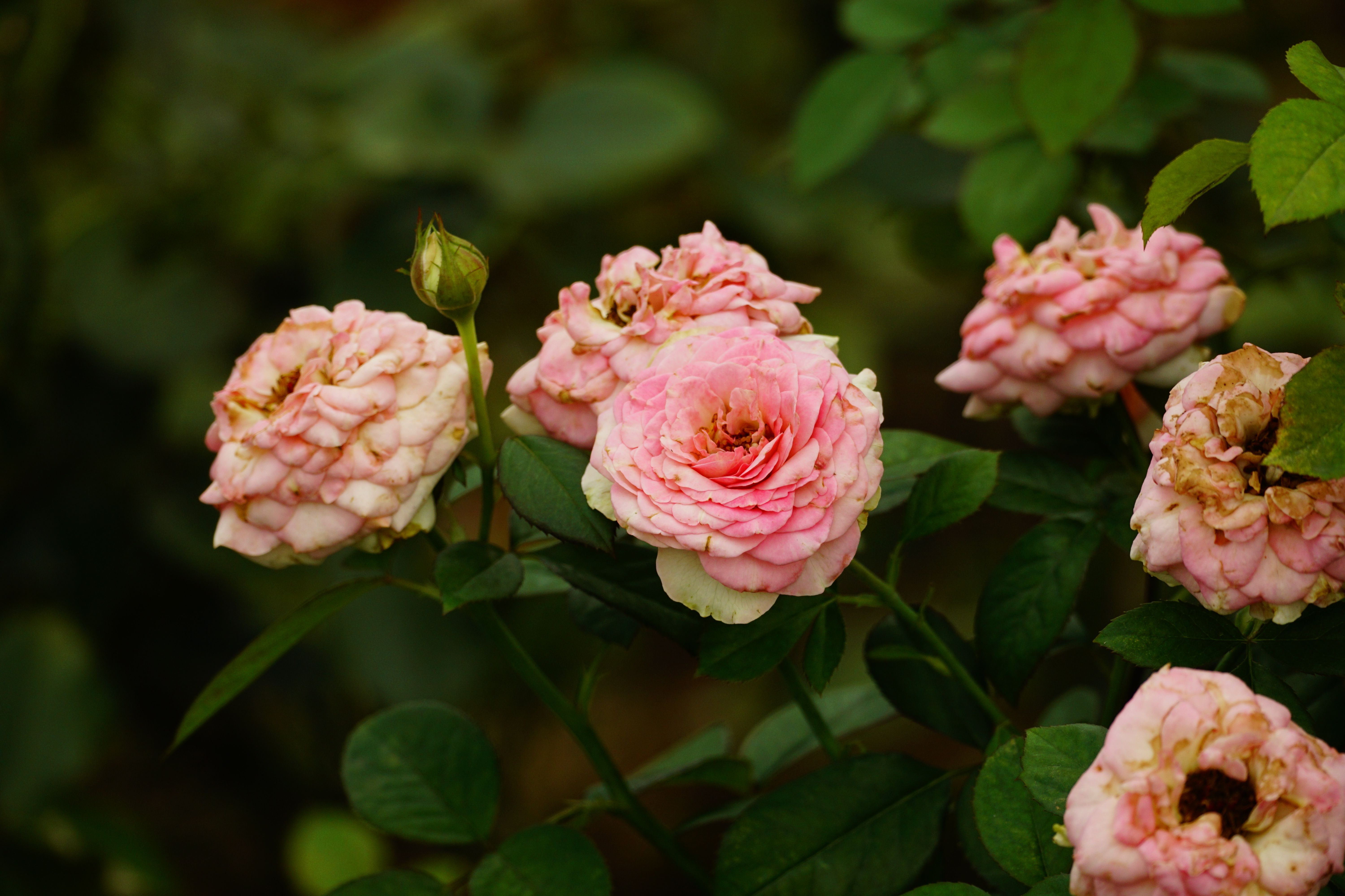 Pink Roses on Meadow · Free Stock Photo