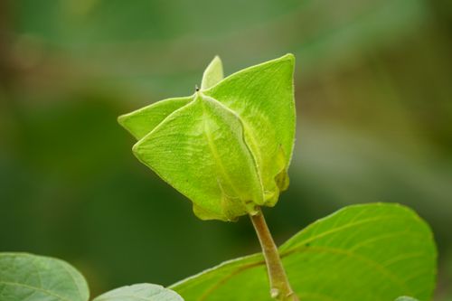 Free Detailed close-up of a green flower bud surrounded by leaves, showcasing nature's simplicity. Stock Photo