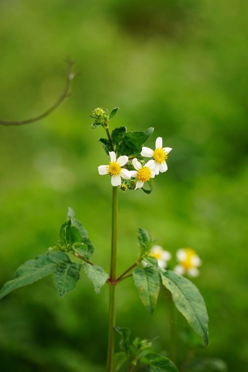 Free Close-up of delicate white wildflowers with yellow centers in a vibrant green meadow, showcasing natural beauty. Stock Photo