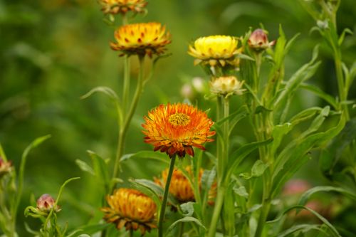 Free Beautiful vibrant zinnias in full bloom, showcasing colorful petals in a lush green meadow. Stock Photo