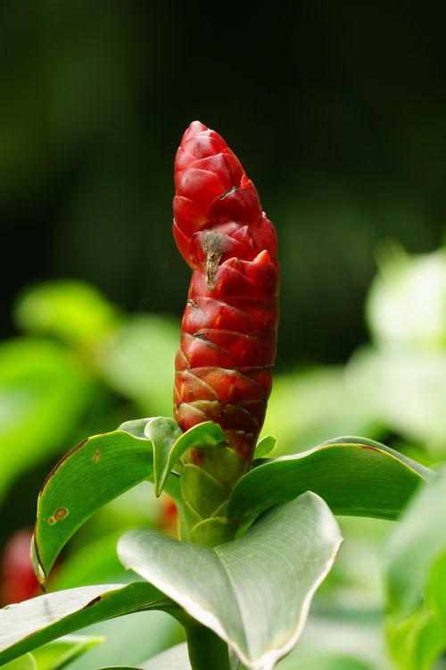 Free Close-up of a vibrant red Indian Head Ginger plant in nature with blurred green background. Stock Photo
