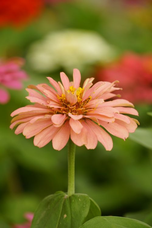 Free Close-up of a pink zinnia flower in a vibrant meadow, showcasing its detailed petals. Stock Photo