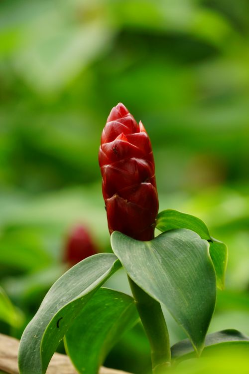 Free Close-up of a vibrant red Indian Head Ginger flower surrounded by lush green leaves. Stock Photo