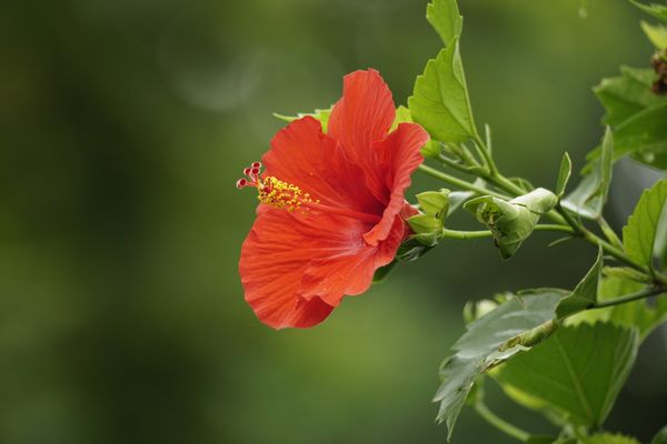 Joba (China Rose / Tropical Hibiscus)