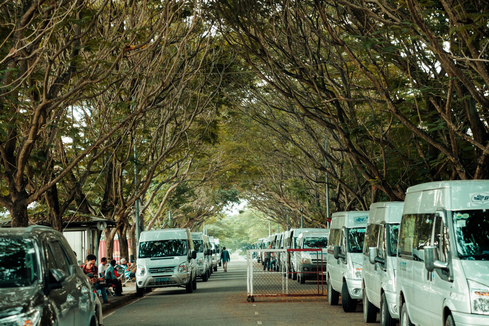 Vans parked along a tree-lined street, creating a symmetrical path.
