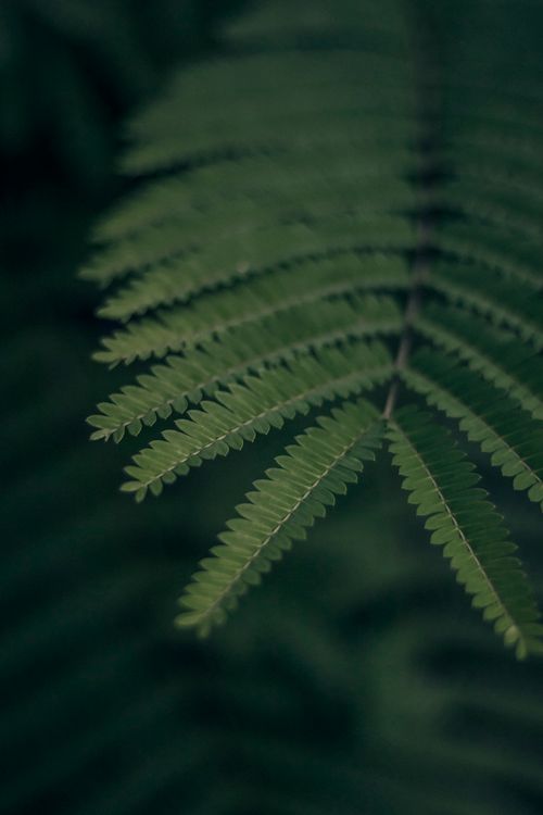 Free Close-up shot of a vibrant green fern leaf showcasing its detailed texture and structure. Stock Photo