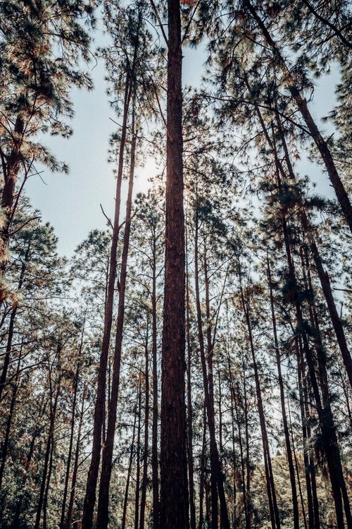 Free A tranquil view of sunlight filtering through tall trees in an evergreen forest. Stock Photo