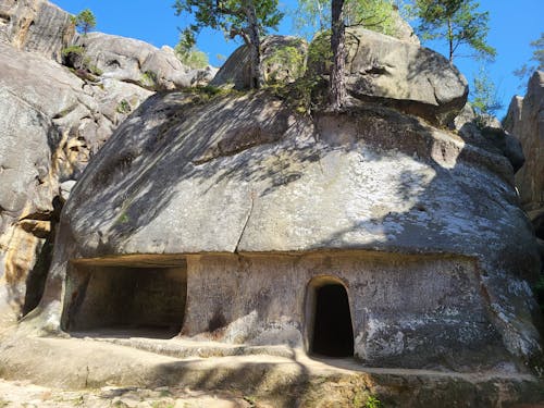 A cave with a tree growing out of it