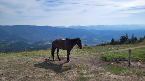 Foto profissional grátis de cárpatos, montanhas, turismo